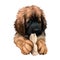 Leonberger puppy dog breed playing with toy digital art. German originated animal, domesticated mammal with playful mood. Giant