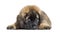 Leonberger puppy lying against white background