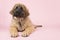 Leonberger puppy on pink
