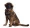 Leonberger puppy, sitting and panting