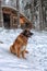 Leonberger sits in the snow in winter