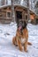 Leonberger sits in the snow in winter