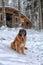 Leonberger sits in the snow in winter