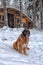 Leonberger sits in the snow in winter