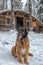 Leonberger sits in the snow in winter