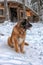 Leonberger sits in the snow in winter