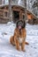 Leonberger sits in the snow in winter