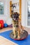 Leonberger sits on a wobble board