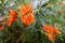 Leonotis leonurus