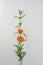 Leonotis leonurus Orange on Wite Background