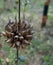 Leonotis or lions ear, a type of weeds growing near a rural road.