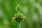 Leonotis nepetifolia (Also called klip dagga, Christmas candlestick, lion\\\'s ear) on the tree