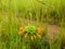 Leonotis nepetifolia flower growing in the wild