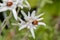 Leontopodium nivale, Edelweiss with ladybird