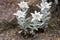 Leontopodium nivale strange white flowers, flowering mountain plant