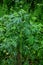 Leonurus cardiaca green leaves. Herb plant motherwort in herb garden, used as cardiotonic