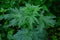 Leonurus cardiaca green leaves. Herb plant motherwort in herb garden, used as cardiotonic