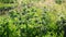 Leonurus cardiaca - a herbaceous perennial plant of family