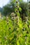 Leonurus cardiaca, known as motherwort. Other common names include throw-wort, lion\\\'s ear, and lion\\\'s tail.