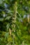 Leonurus cardiaca, known as motherwort. Other common names include throw-wort, lion\\\'s ear, and lion\\\'s tail.