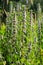 Leonurus cardiaca, known as motherwort. Other common names include throw-wort, lion\\\'s ear, and lion\\\'s tail.