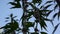 Leonurus cardiaca, motherwort, medical plant in the field on blue sky. Throw-wort, lions ear, lions tail. Video HD