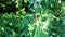 Leonurus cardiaca, motherwort, throw-wort, lion\'s ear, lion\'s tail medicinal plant with opposite leaves serrated margins