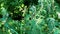 Leonurus cardiaca, motherwort, throw-wort, lion\'s ear, lion\'s tail medicinal plant with opposite leaves serrated margins