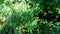 Leonurus cardiaca, motherwort, throw-wort, lion\'s ear, lion\'s tail medicinal plant with opposite leaves serrated margins