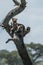 A leopard of African Panthera pardus on a tree looks for the prey of African