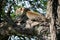 A leopard of African Panthera pardus on a tree looks for the prey of African