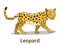 Leopard african savannah animal cartoon vector