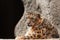 Leopard against the background of a stone wall