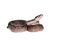 Leopard Argentine Boa on white background.