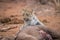 Leopard at a baby Elephant carcass.