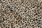 Leopard background