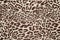 Leopard background texture safari pattern leopard print fabric material design.