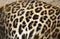 Leopard backgrounds