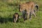 Leopard Bahati and cub in Masai Mara, Kenya