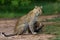 Leopard Bahati with playing cubs in Masai Mara, Kenya