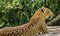 Leopard basking in the sun