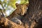 leopard basking on tree branches