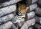 leopard, beautiful portrait