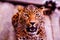 Leopard, beautiful portrait . Animal world. Big cat