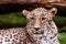 Leopard, beautiful portrait . Animal world. Big cat