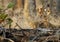 Leopard behind tree trunk