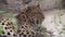 Leopard, a Big wild   predatory cat is breathing heavily after an intense run on a hot day