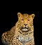 leopard  on a black background