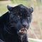 Leopard and black leopard, panthers playing together