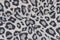 Leopard, black and white fabric texture background, tiger color